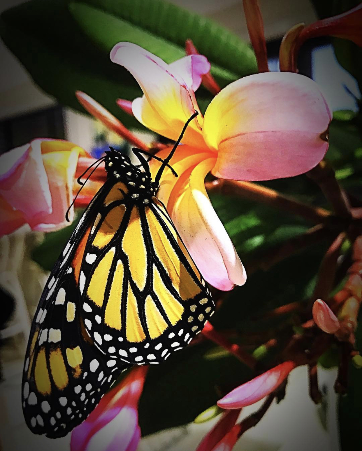 Butterflies